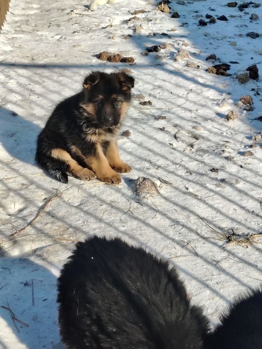 Продам щенков немецкой овчарки