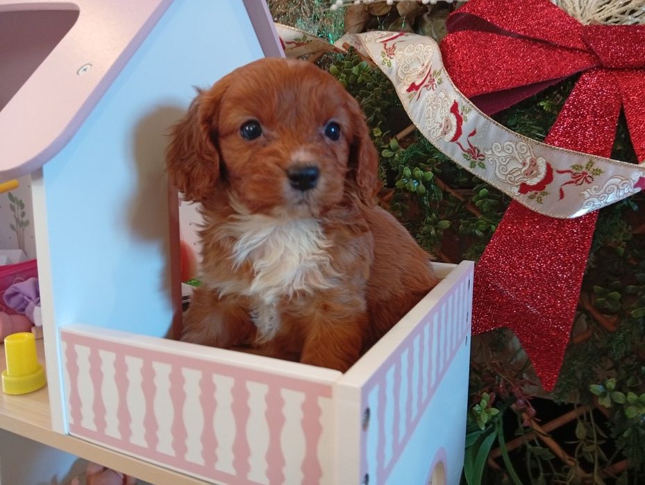 Cavapoo drăgălași