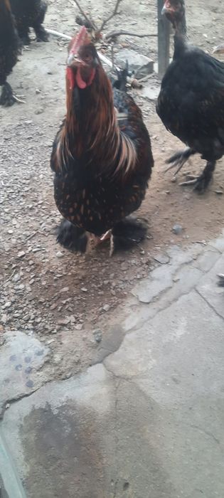 Петух Кохинхин золотоцы