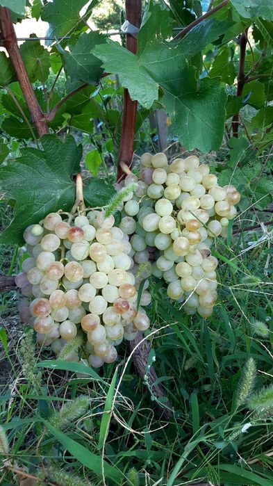 Черенки (чубуки) винограда