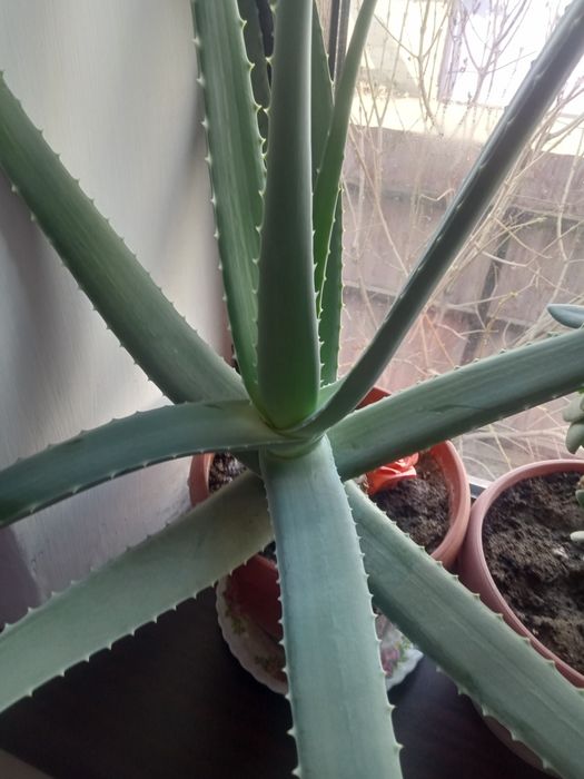 Алоэ вера 5 летний возраст