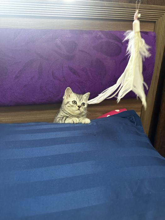 Продам шотладских котят