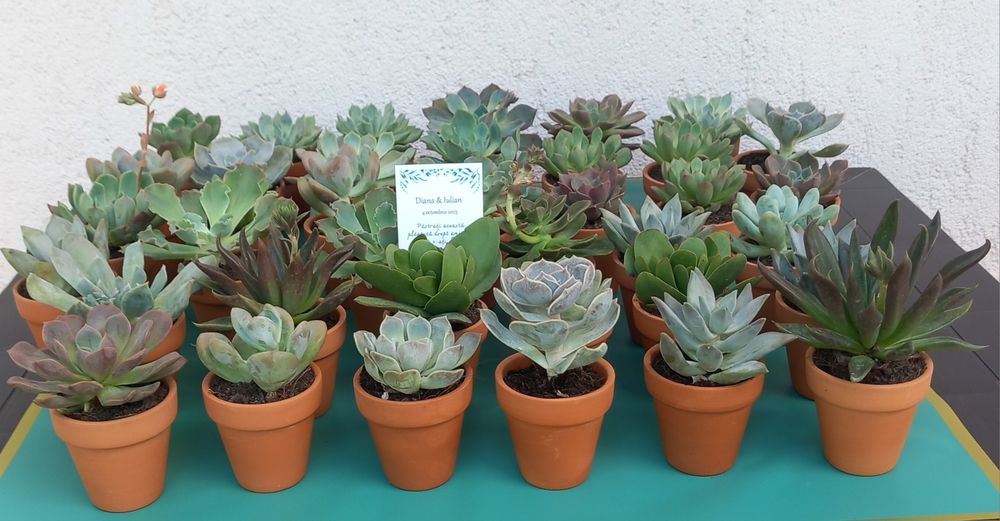 Mărturii plante suculente