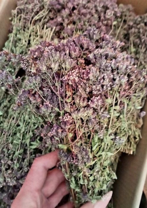 Лекарственные травы.