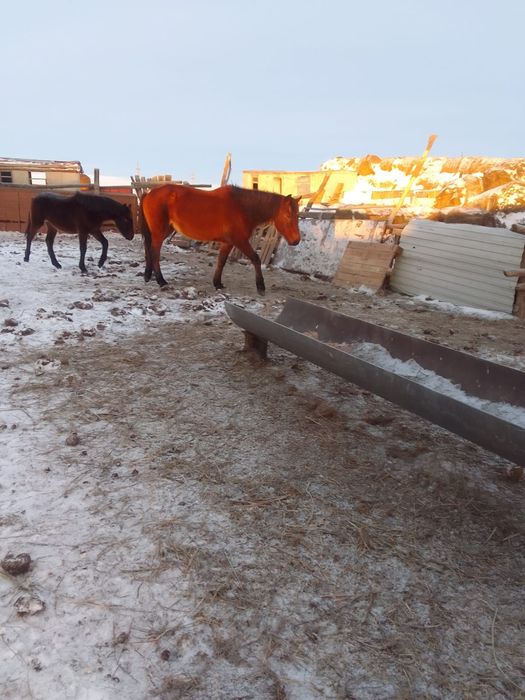 Бие сатам кулын ургашы