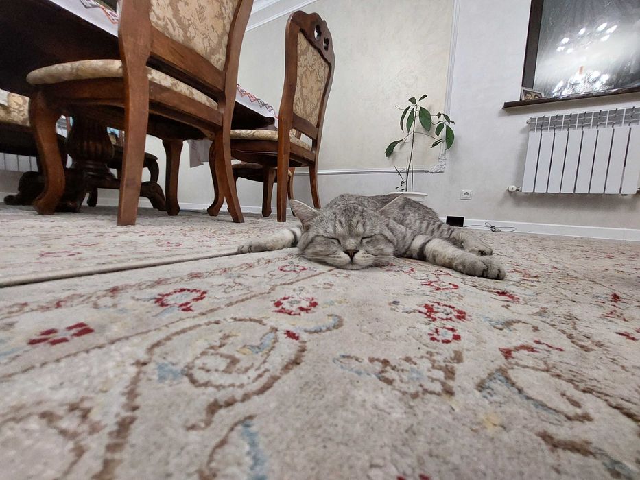 Потерялся кот Ярик