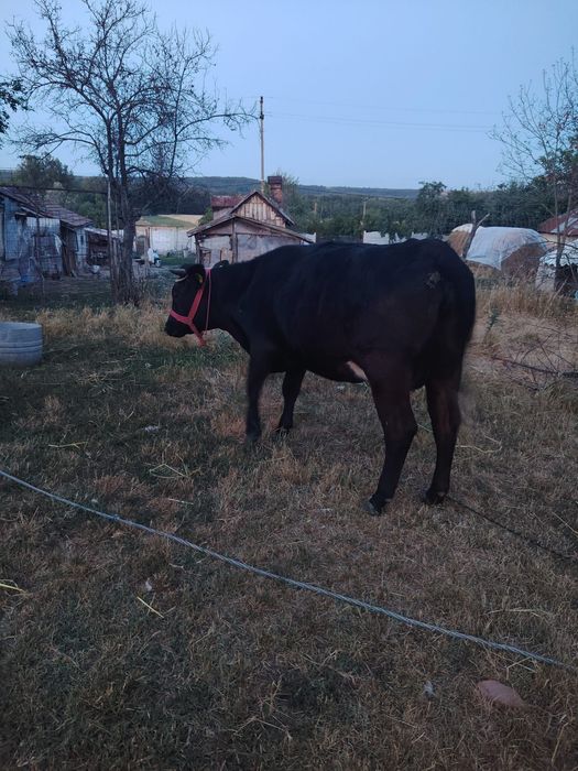 De vinzare o vaca la alegere din 2