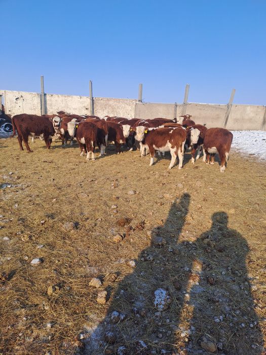 Продам телки, телечки, крс