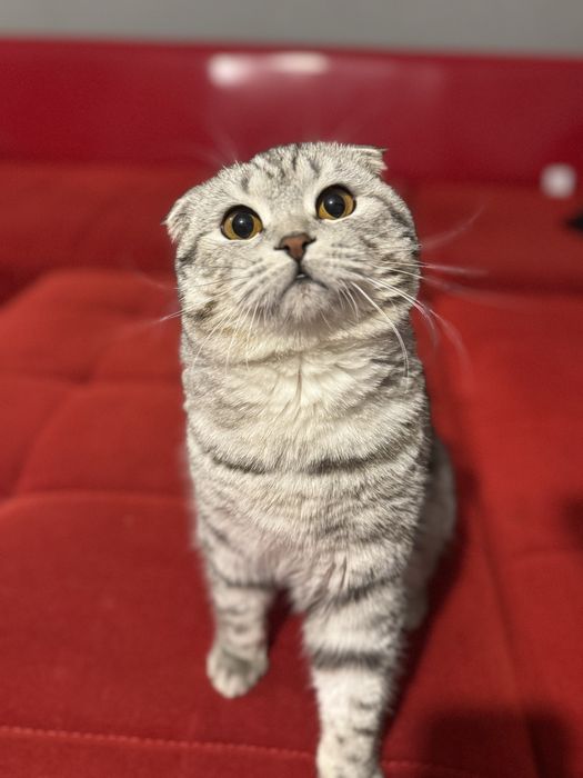 Продается кошка мальчик