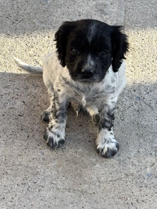 Американский спаниель