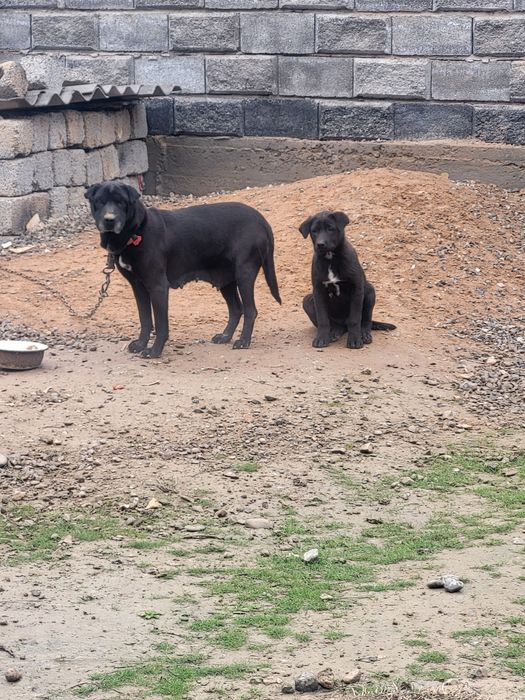 Продаётся щенок 4 месячный. Мальчик.