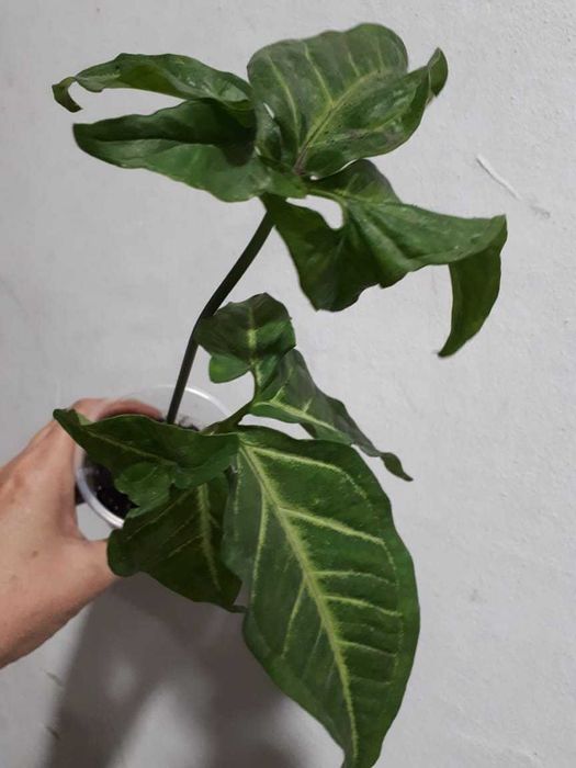 Сингониум Syngonium