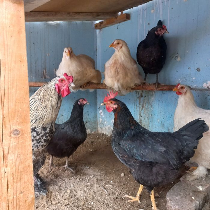 Xonaki tovuq xurozlar