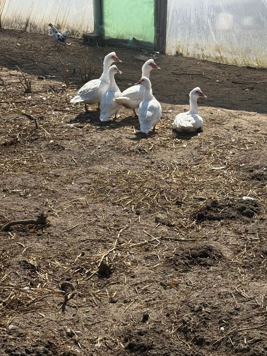 Продавам токачки и патки-нямки
