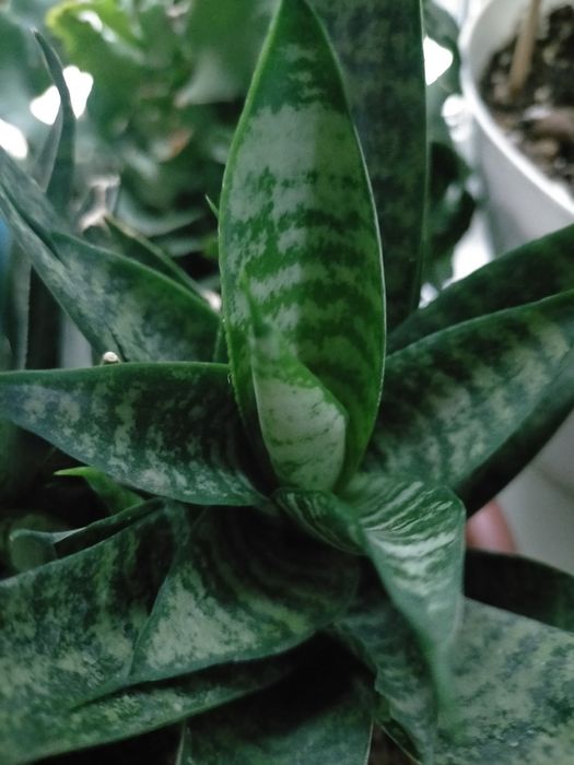 Сансивиерия Звезда Минг