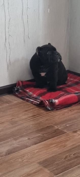 Американский булли