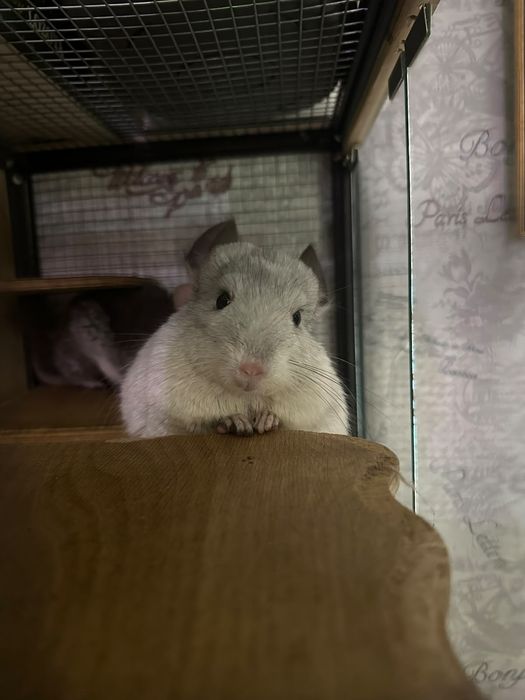 Продам пару шиншил, самка и самец, 1,5 года.
