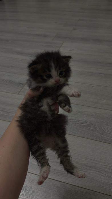 Котенок в добрые руки