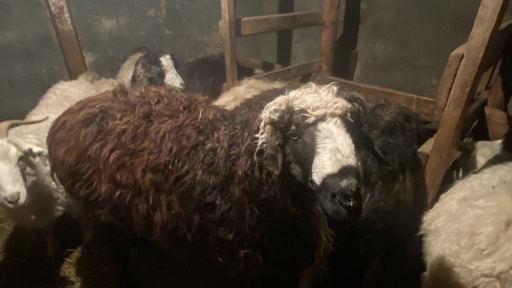 2 жасар қошқар сатылады