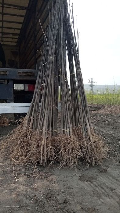 Декоративные деревья