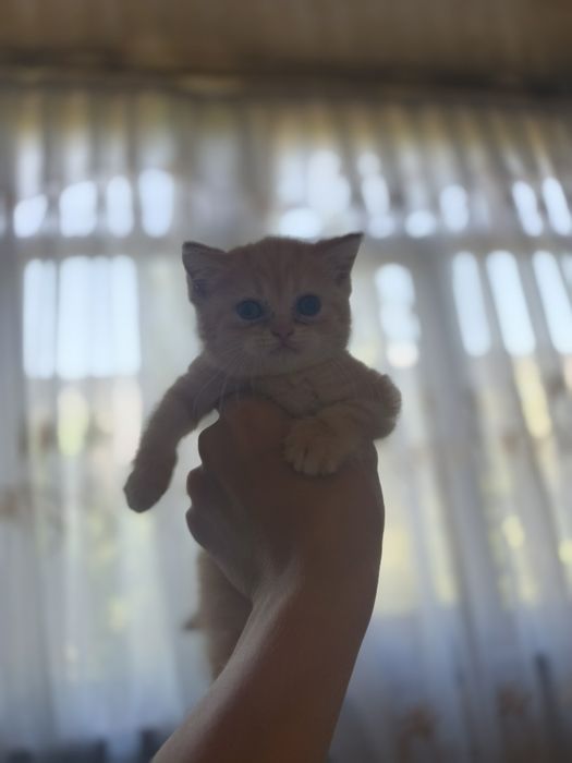 Mushukchalar sotiladi!