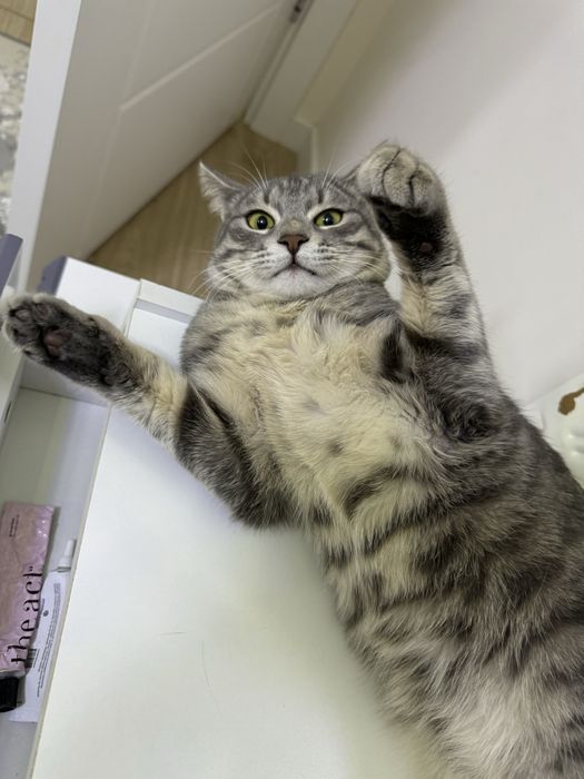 Mushuk berib yuboriladi