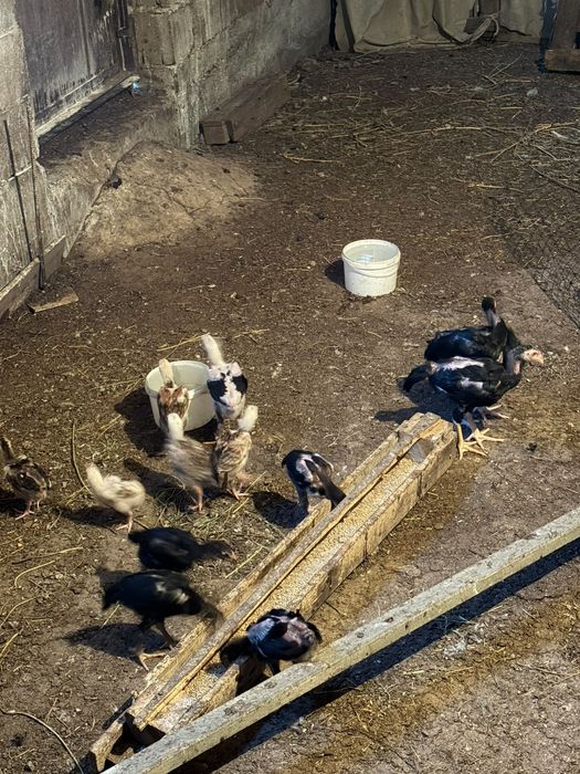 Продам даканов, бойцовские цыплята