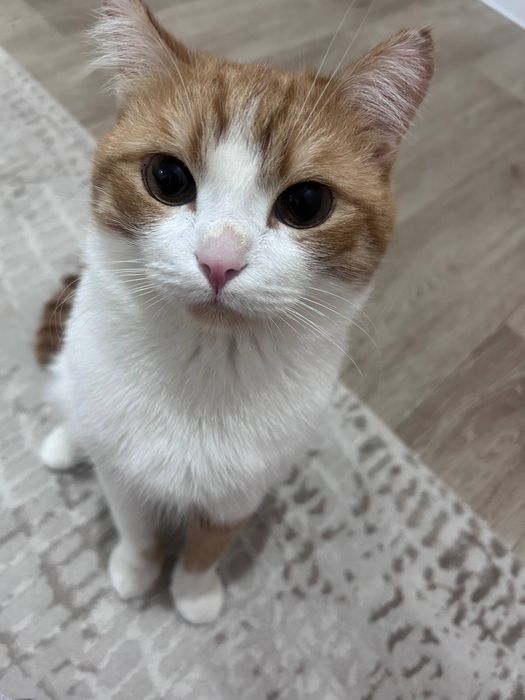 Отдадим кота в хорошие руки