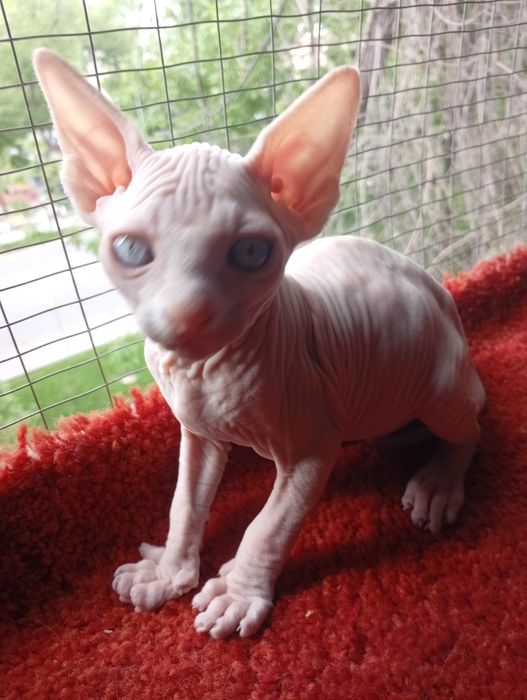 Продается котенок.