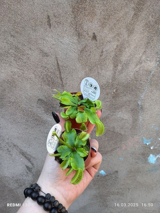 Саррацении, росянка, мухоловка