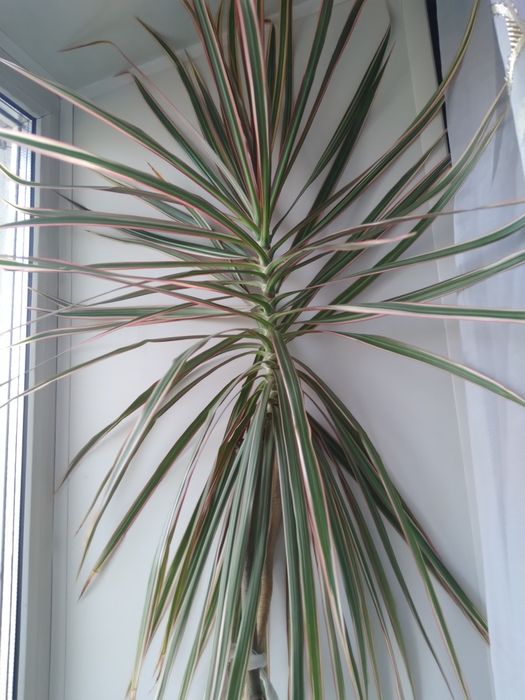 Пальма высокая красивая.