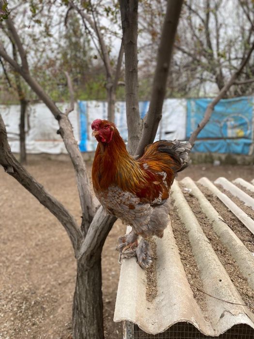 Кораздар сатылады