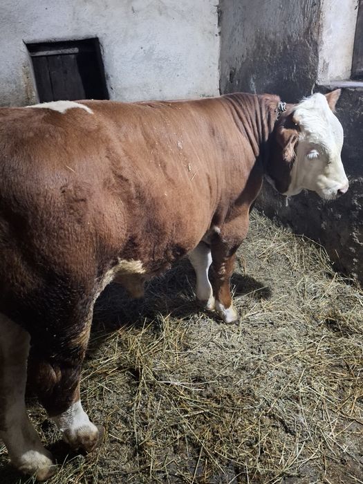 Vînd tăuraș de 400 kg ân județul Sibiu comuna Șeica Mare .