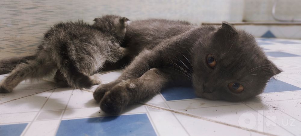 Scottish fold ona bola mushuk sotiladi