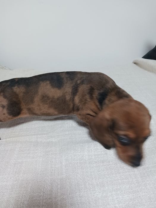 Techel ce își caută noi stăpân