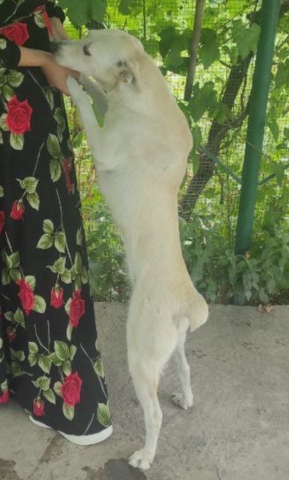 Помогите найти собаку!