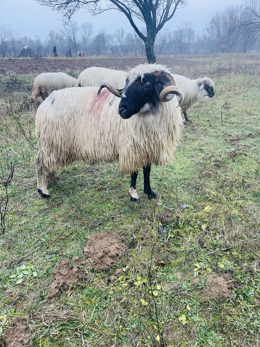 Disponibil berbec de anul trecut foarte frumos