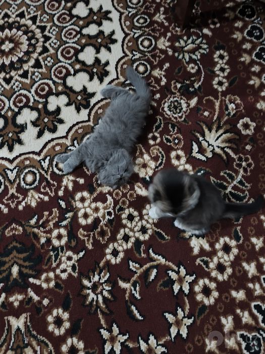 Продается котята