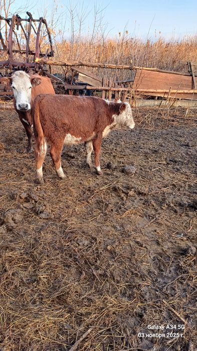 Продам телят подсосных