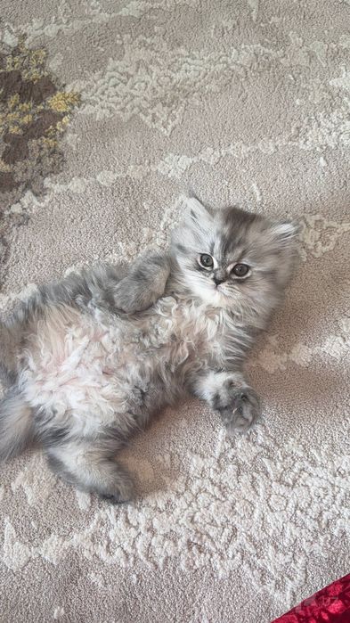 Скотиш Фолд котята