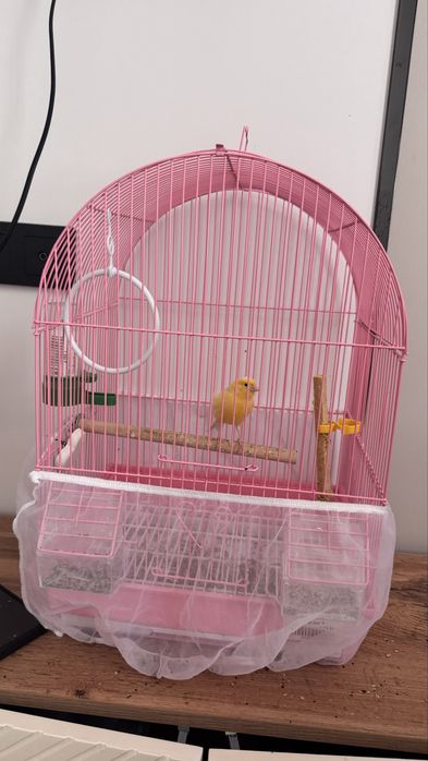 Канарейка, самка