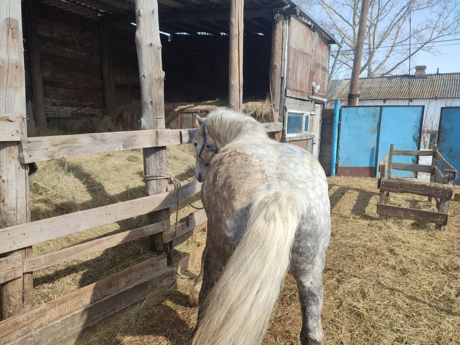 Продается мощный Айгыр