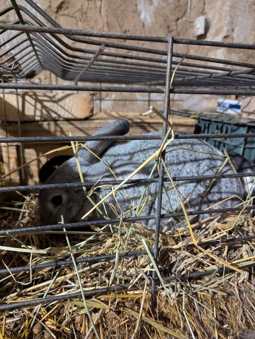 Кролики 3 крольчихи 2 крол 1