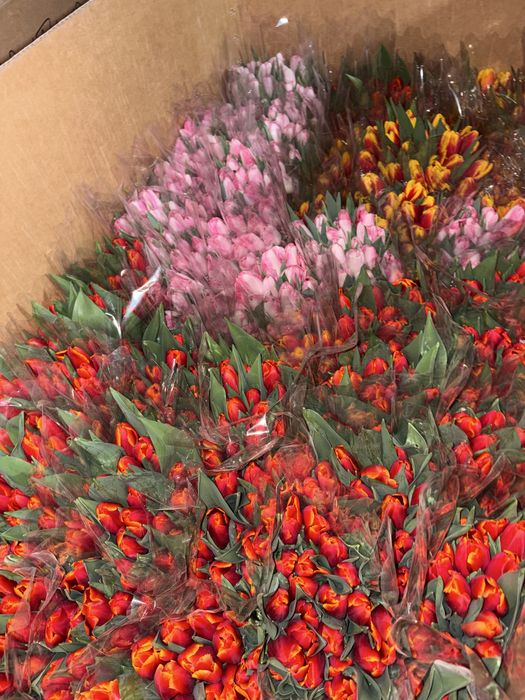 Крупный тюльпан Астана