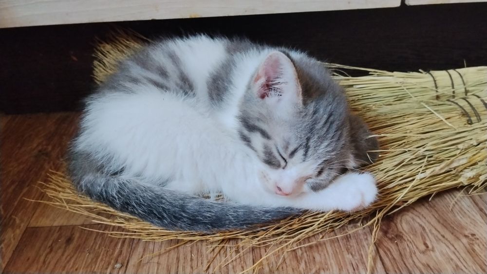 Кошечка от породистых родителей 3 мес
