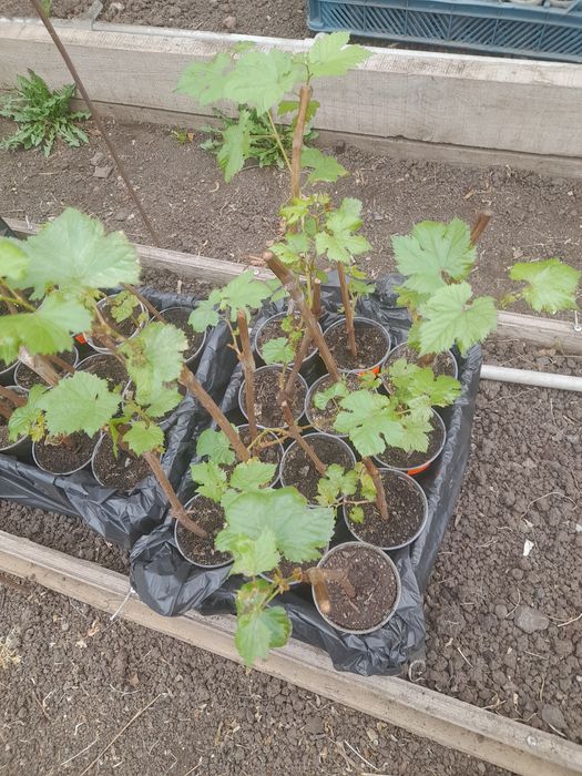 Продаю саженцы  винограда