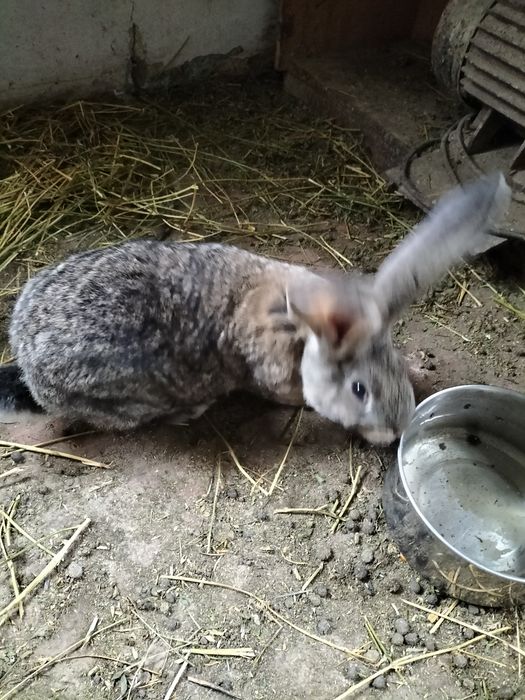 Iepuri ed vînzare.sanatosi cu diferite virste.in judetul Suceava