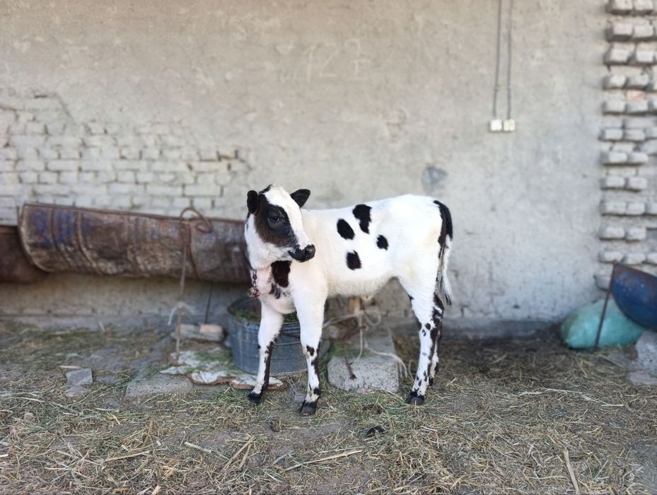 Rassiyski zotli sigir sotiladi narxi 37mln yana krelishamiz