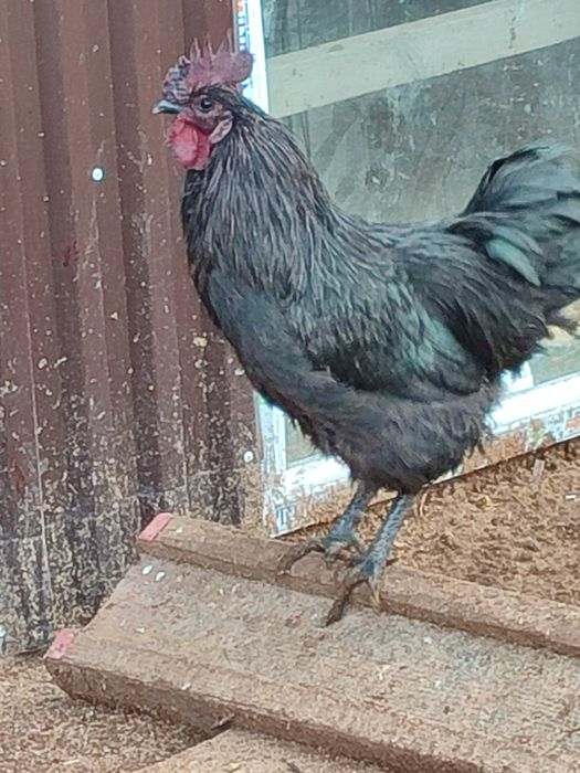 Кораздар. Петухи.