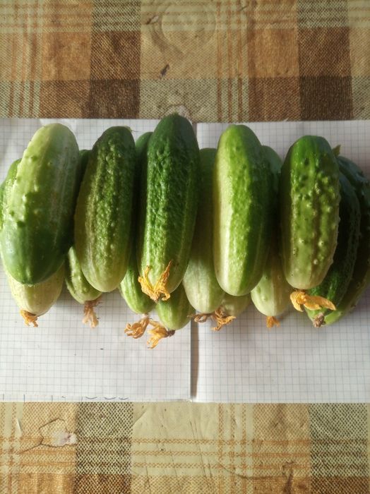 Продаю дачные огурцы